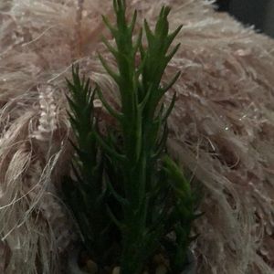 Meet your Posher, Donette